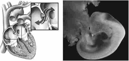 ����� ����� (������� ������� ������� ����)