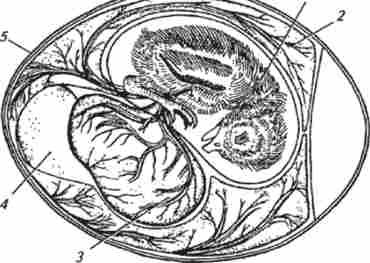 ������ ������� ������� (�� �. �. Ҳ������)