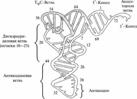 �������� ��������� ���� (�� �. �. �����)