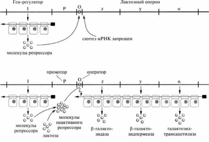 ������ Lac-������� ����� �� ��������, � ������������ �����������
