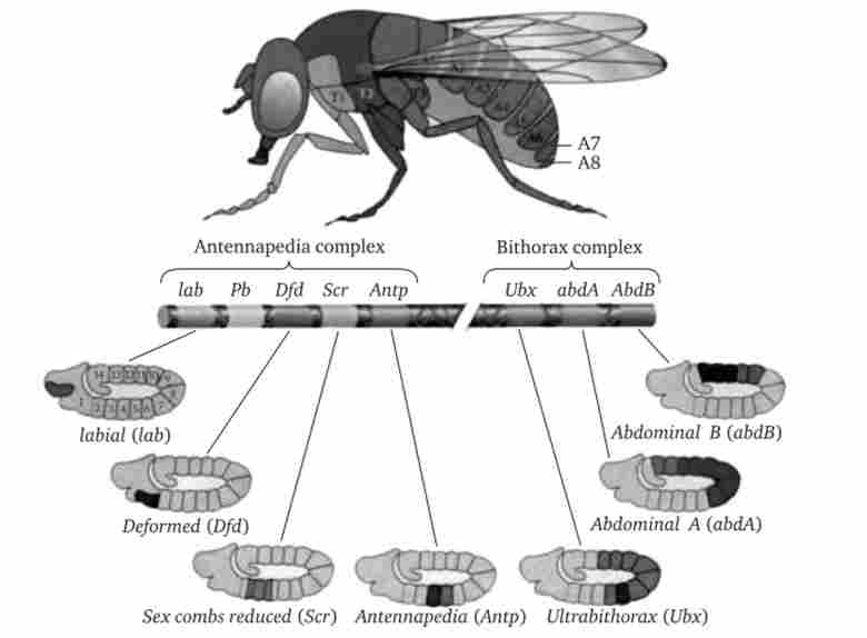 ���������� ���� ���������