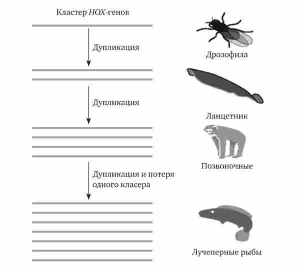 ���� ����� �������� ���������� ����� � �������� � ������ ���� ������