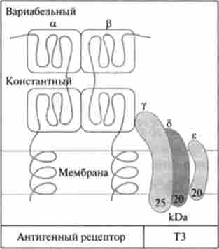 �-�������� ��������, ���� �����䳺 � ���������� ���-�������