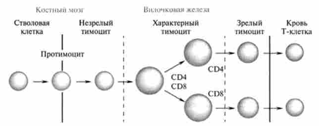 ����� �-�������� � �������� ����������