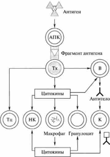 ���� �-�������� � ���������� ��������� ���������