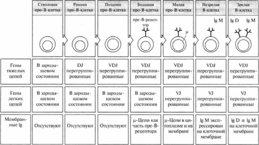 ����� ����� �-������