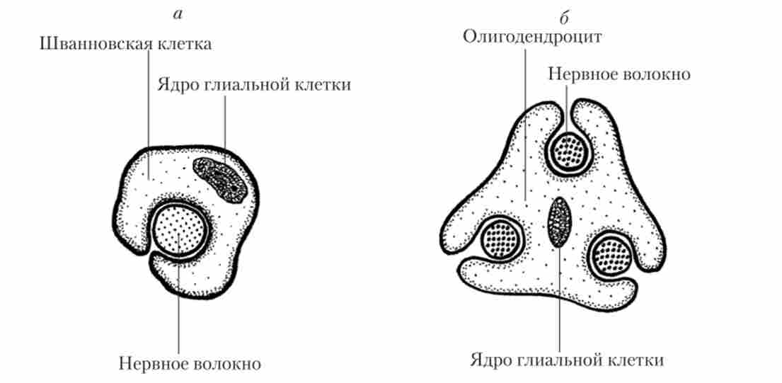 ����� ������������� ��������