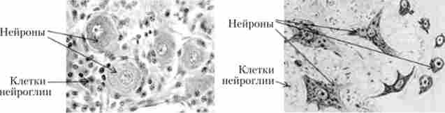 ������� �������