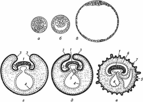 ����� ���䳿 �������� ������� (�� �. �. Ҳ������)