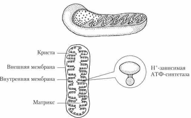 ������ ��������