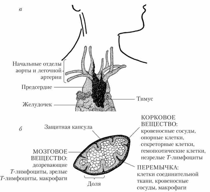 ���������� ������ (�) � ���� ���������� ������ �� ����������� ��� (�)
