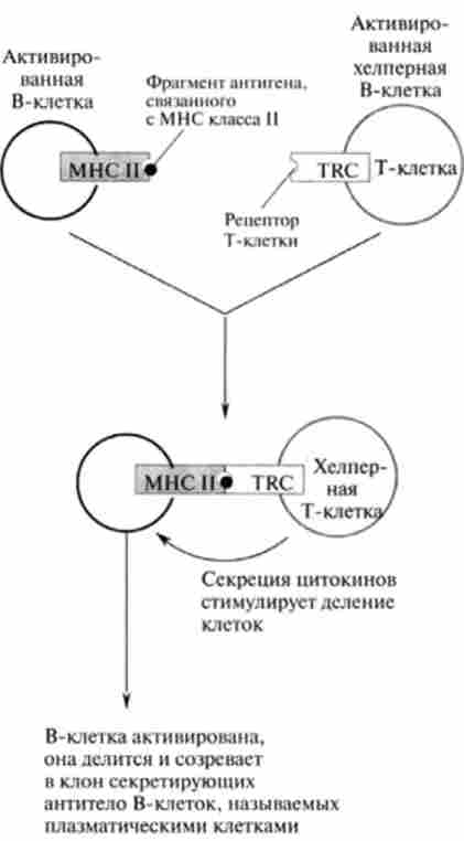 ����� ���������� ��� ������