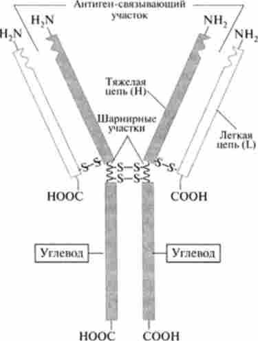 ��������� �������� ������������� G