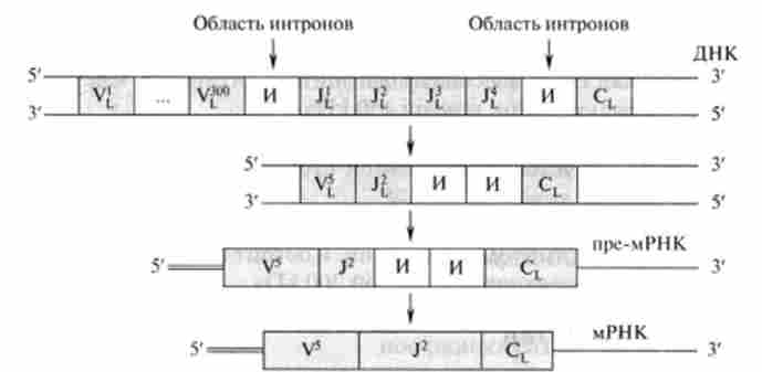 ����� ������������� �������� ����� � ����, ��˲� ���� ������� Ig �� 1200 ����� ��������� ����� �������� �����