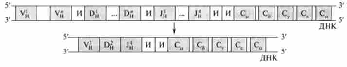 ���������� ������������� �������� �����, ��˲� �����