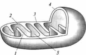 ����� ������ �������� � �����