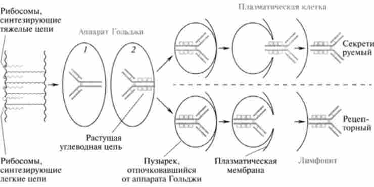 ������ � ��������� lg � � �������� � � ������������ ������