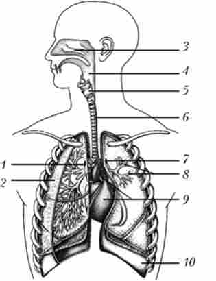 ����� ������������ ������� �������� �������