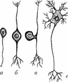 ���� ��������