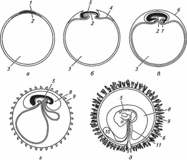 ����� �������� �������������� ������� � ������� (�� �. �. Ҳ������)