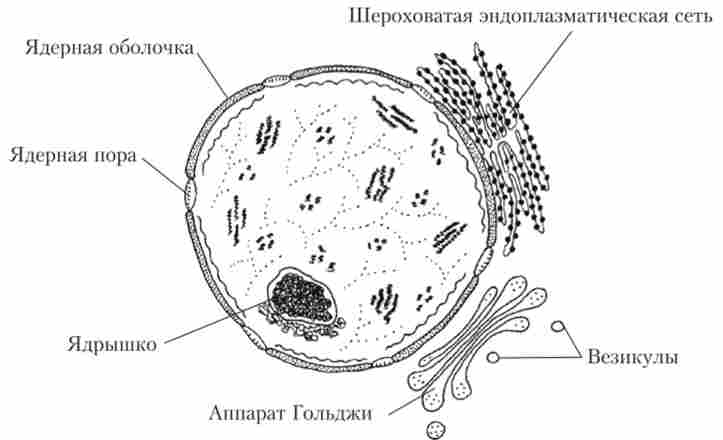 ����� ������ ����