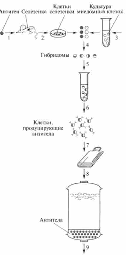 ����� ��������� ����