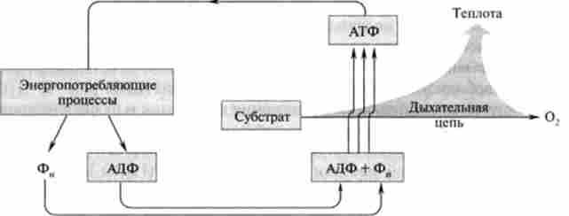 ���� ��� ������������ �������