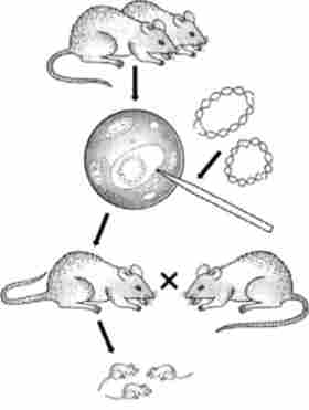 ����� ��������� ����������� �����