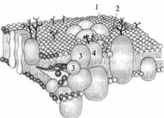 ���������� �������� ������������ ������� � ��������� ���