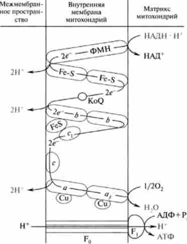 ������� ������������ ����������� ���������� � * ������������ �������