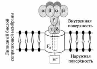 ������ ����������� ����������� ��������� ��� ���������� ���������