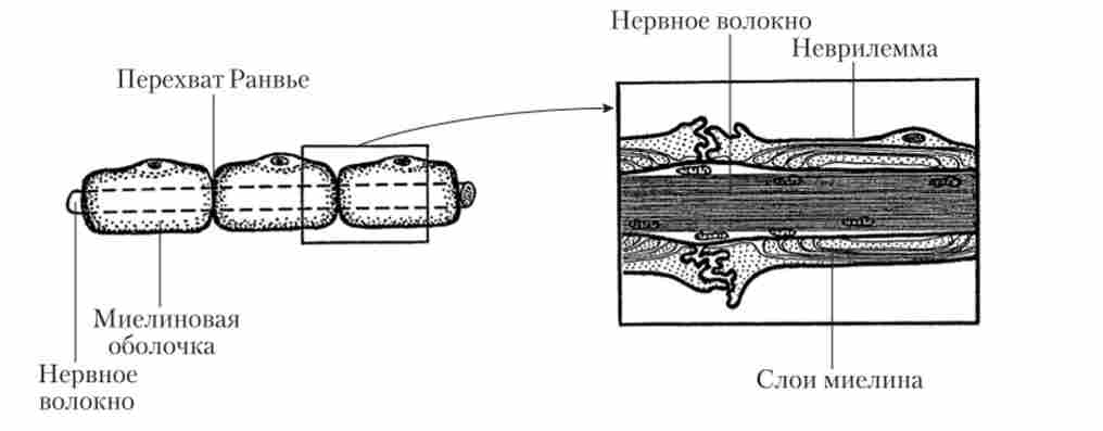 ���������� ����� ����� ���������� ������� � �����������