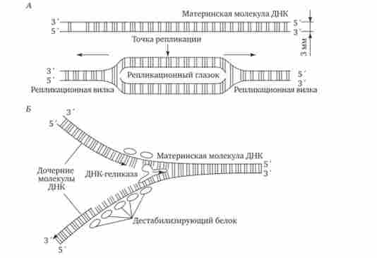 ������� ������� ���������. �������������� �����