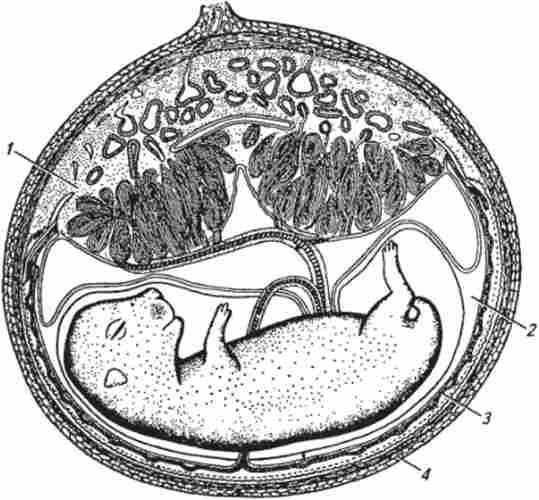 ��� ������� �� 19-� ���� �������� (�� �. �. Ҳ������)