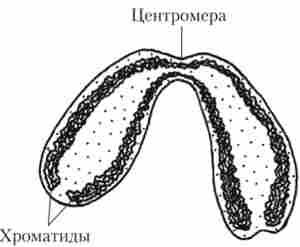 ������ ���������