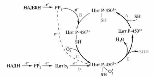 �������� ����������������� ����������� �������������� ��������������