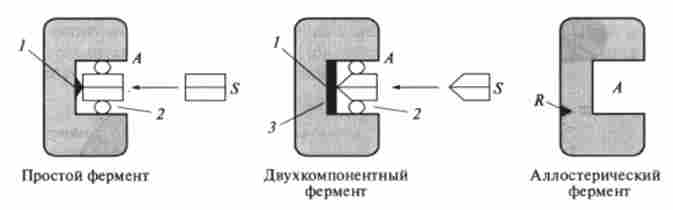 ферментні структури