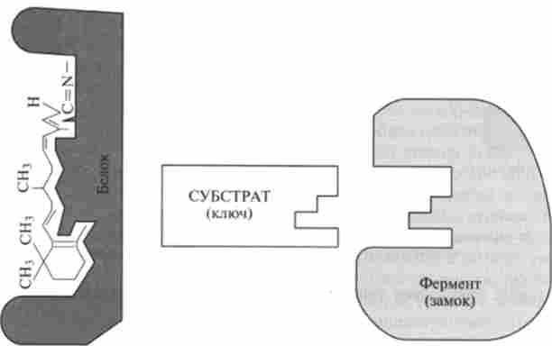 ĳ� ��������� ������ �������� �� ��������� �����-�����