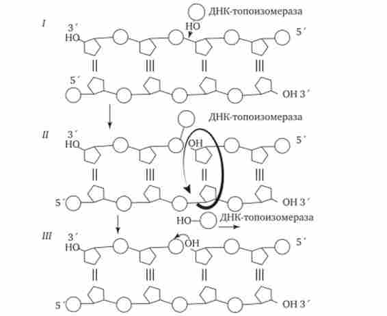 ������ ������ � ������� ��� �� ��������� �������� ���-������������