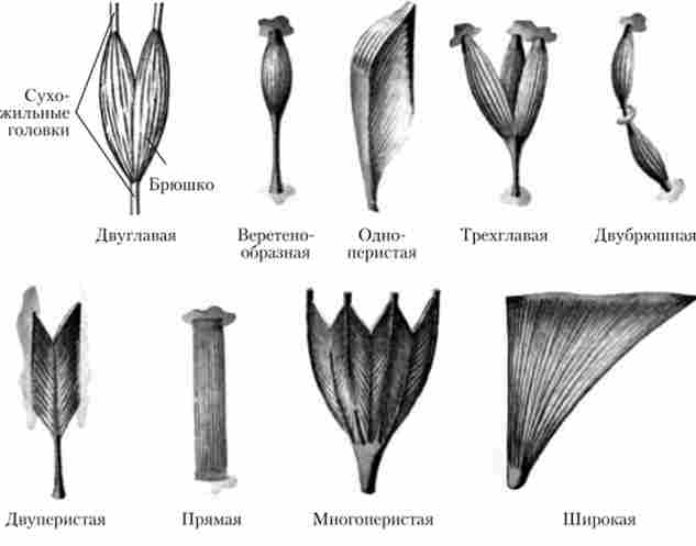 ���� ��������� �'���