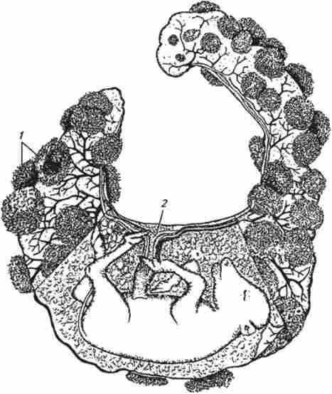 �������� ���� � ������ ������ � ��� 120 �� (�� �. �. �������, �. �. ������������)