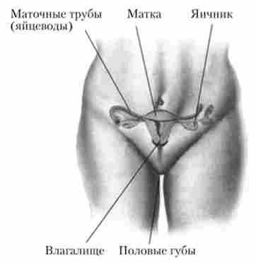 ������ ����� ������� �������