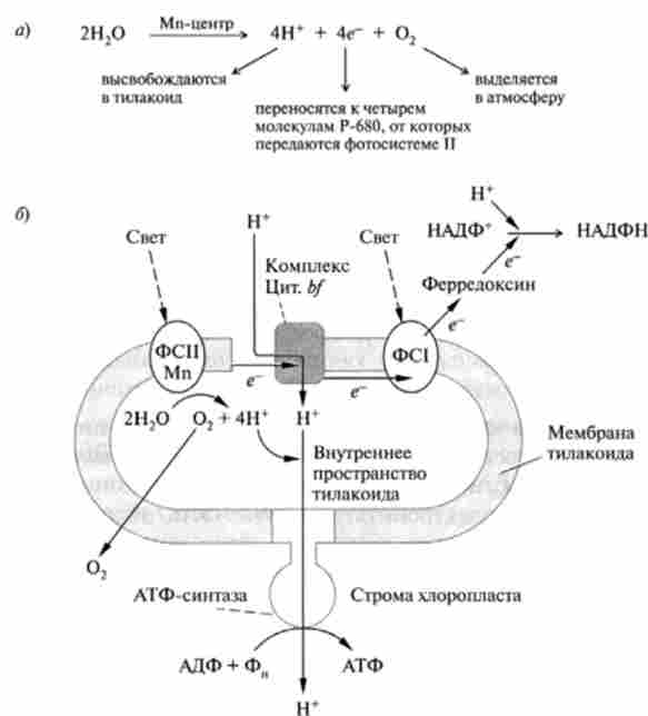 ����� �������, �� ����������� � ��������