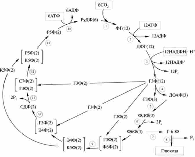 ����� ������� ����� �������