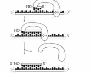 ����� ������� ������� �������� ���-��������, �� ������� ���-���������