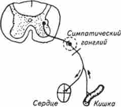 ����� �����-��������