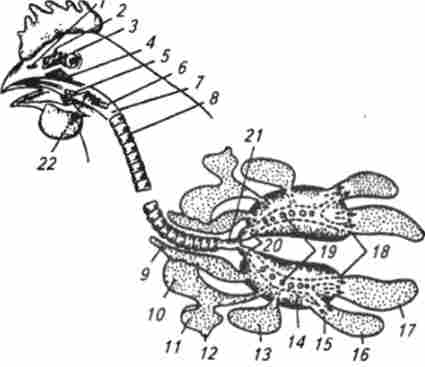 ������ ������� ���