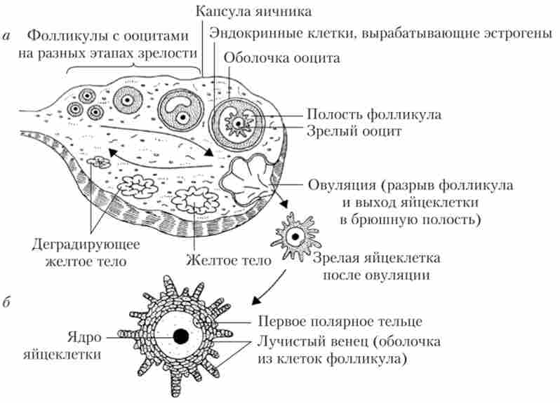 ������ ��������� ���������� � ������� (�) � ������ ���� ���������� (�)