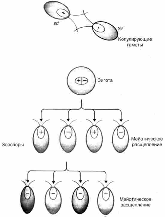 ����������� � �������� ���������� ������, �� �� ��������