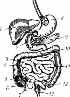 ������ ���������